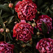 Peony Garden Fragrance Oil