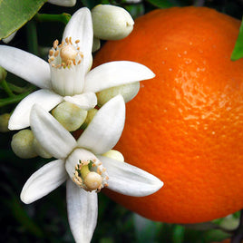 Orange Blossom Fragrance Oil