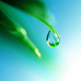 Rain Water Fragrance Oil