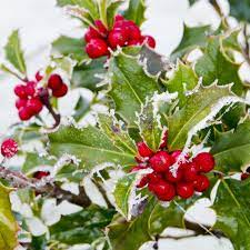 Winter Berry Fragrance Oil