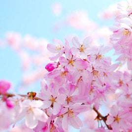 Cherry Blossoms Fragrance Oil
