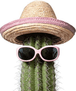 Naked Cactus Fragrance Oil